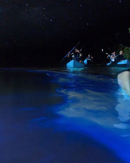 Kayakers on a bioluminescent bay at night, the water glowing blue around the hulls
