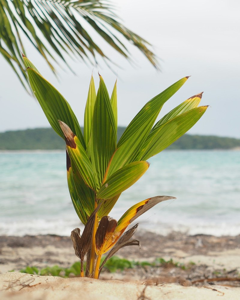 A palm leaning over an empty beach on Vieques